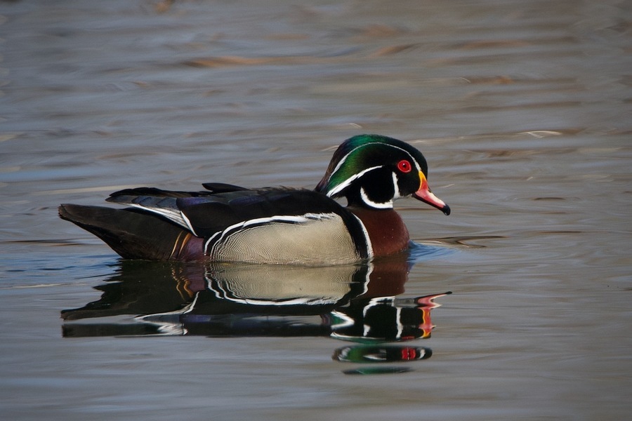 Kirstyn Eckhardt - Wood Duck.jpg (122 KB)